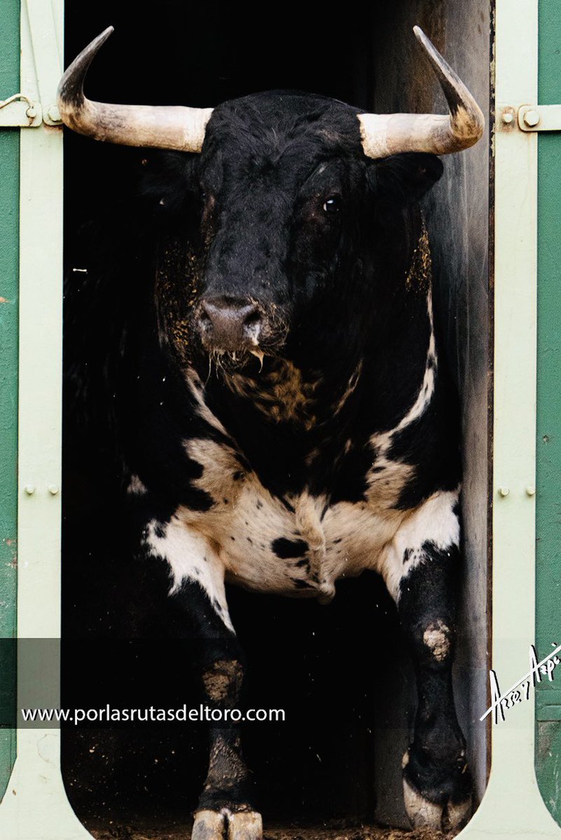 ArseyAzpi's tweet photo. Este sábado 12 la ganadería Sobral @JoseASobral recogerá el premio al toro más bravo de la Feria de Tafalla por el toro 41 de nombre “Romero” y pelaje sardo, así como mención especial a la corrida por su presentación y juego bravo y encastado.
ENHORABUENA!!
#TOROlibrosArseyAzpi https://t.co/DXTXOYYAkc