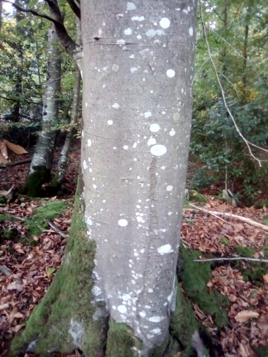 geraldauteur's tweet photo. Le hêtre.
#hetre #arbre #nature https://t.co/C3apf8fSxt