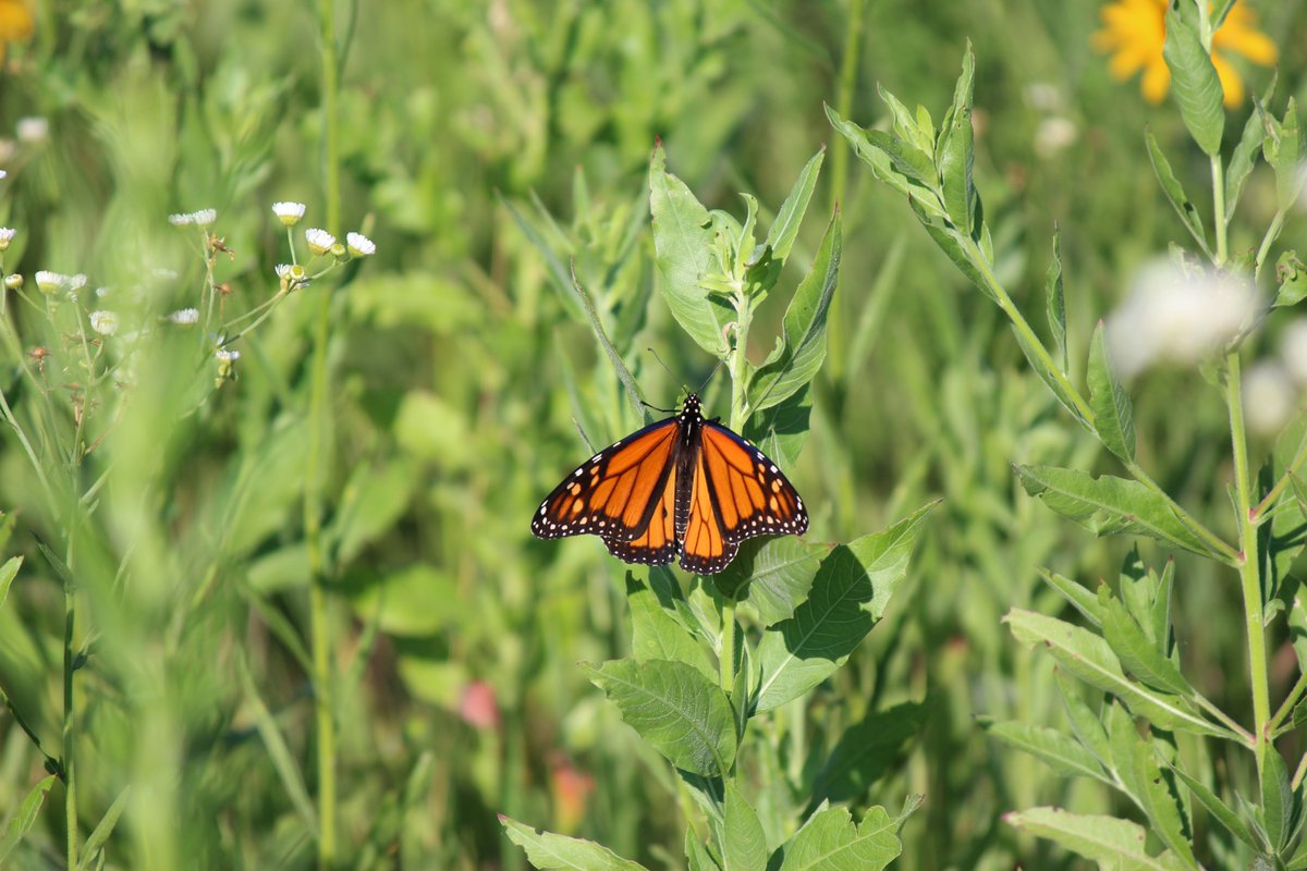 MissouriQF's tweet photo. @NRCS_Missouri is inviting landowners to apply for assistance thru the Regional Conservation Partnership Program (RCPP)! Deadline to apply is Jan 13th! Read more: https://t.co/RZlD6CEWx3

Want to apply? Contact your county @missourqf, @NRCS_Missouri or @MDC_online staff for help! https://t.co/c4lDAHopFS