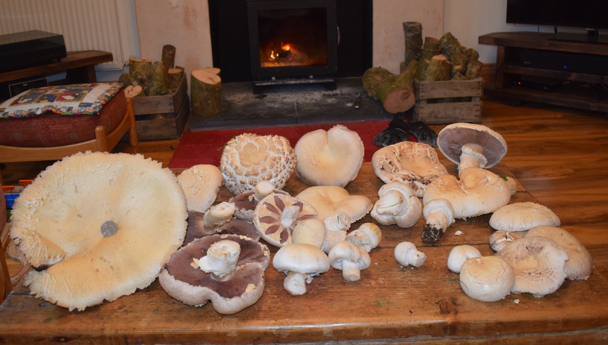 New blog post. Macro mushrooms going mental, and news of next year's events: geoffdann.co.uk/macro-mushroom…