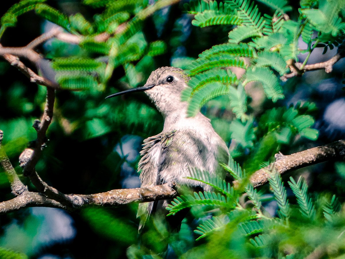 karrilevens's tweet photo. When a hummingbird is watching you from a Mesquite tree...👀 https://t.co/9ERKbnlXCU
