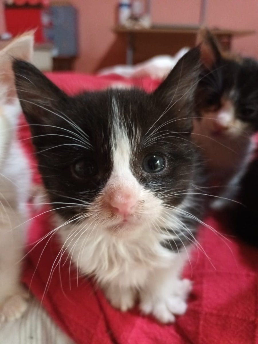 ladydarkkyy_16's tweet photo. AMIGOS DE CHILE SANTIAGO ESTOS BEBES BUSCAN ADOPCION!! CUALQUIER CONSULTA X INTERNO #gatitos #seregalangatitos #sosgatitos #adoptame #salvemosalosgatos https://t.co/ocXiksy2IJ