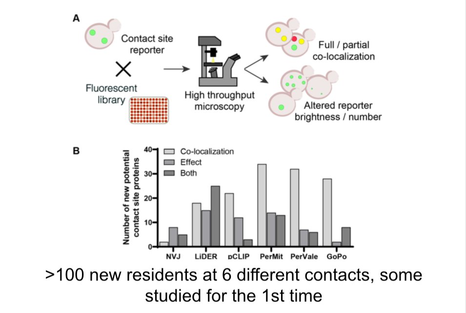 Our 6-way collaboration is out, led by Schuldiner lab <a href="/WeizmannScience/">Weizmann Institute</a>,  <a href="/conibear_liz/">Liz Conibear</a> lab <a href="/UBC/">University of British Columbia</a> &amp; Chris Stefan <a href="/LMCB_UCL/">UCL Laboratory for Molecular Cell Biology</a>. Also Vanina Zaremberg <a href="/BioSciUofc/">Biological Sciences UofC</a> &amp; Robert Ernst SaarlandU

We found lots of new contact site proteins, many of which transfer lipid

elifesciences.org/articles/74602