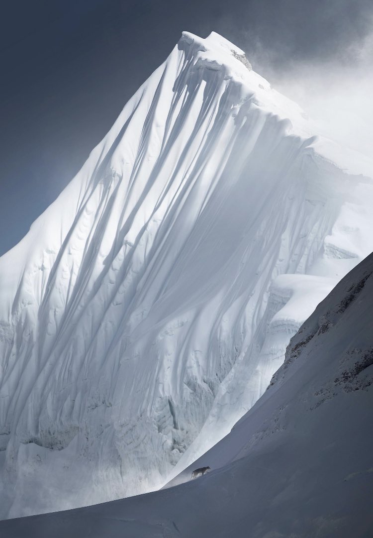 Absolutely breathtaking! Kittiya Pawlowski captures a rare snow leopard roaming around 18,000ft close to Mt Everest.