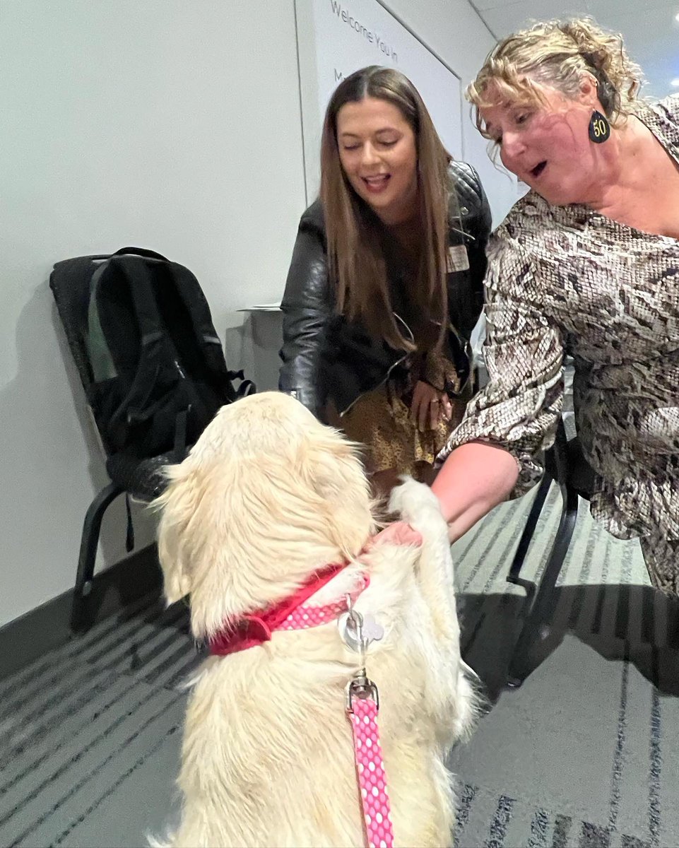 denulovesmath's tweet photo. Meg is making new friends today at the OMLA convention! So much fun! #omla2022 #facilitydog https://t.co/VweW7U47Co