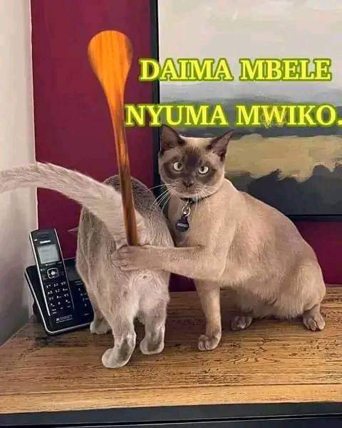 kimangare7's tweet photo. @Mzewakaliua Haya kautoeni mwiko basi hapo ulipo https://t.co/DOCMiBrWs9