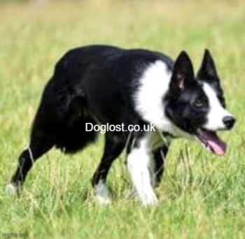 millypod1's tweet photo. 🆘7 NOV 2022 #Lost JET #ScanMe
YOUNG Black &amp; White Border Collie Female
on Moelyci Mountain, Mynydd Llandygai, near #Bangor #Wales #LL57 
SIGHTINGS PLZ ☎️07789 818186
https://t.co/9j5JIzMcAc https://t.co/LIlIT8Byy3