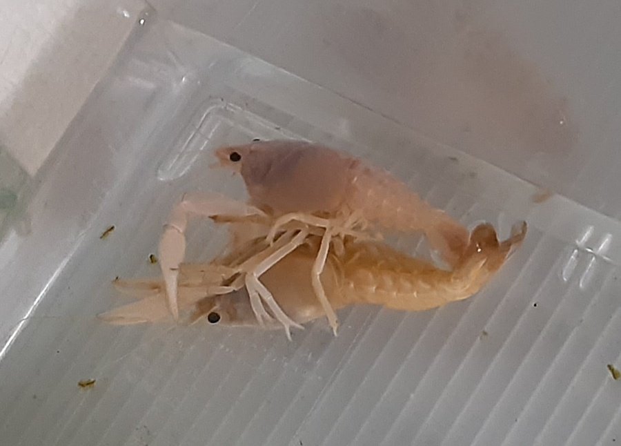 ピンクザリガニ Twitter Search Twitter