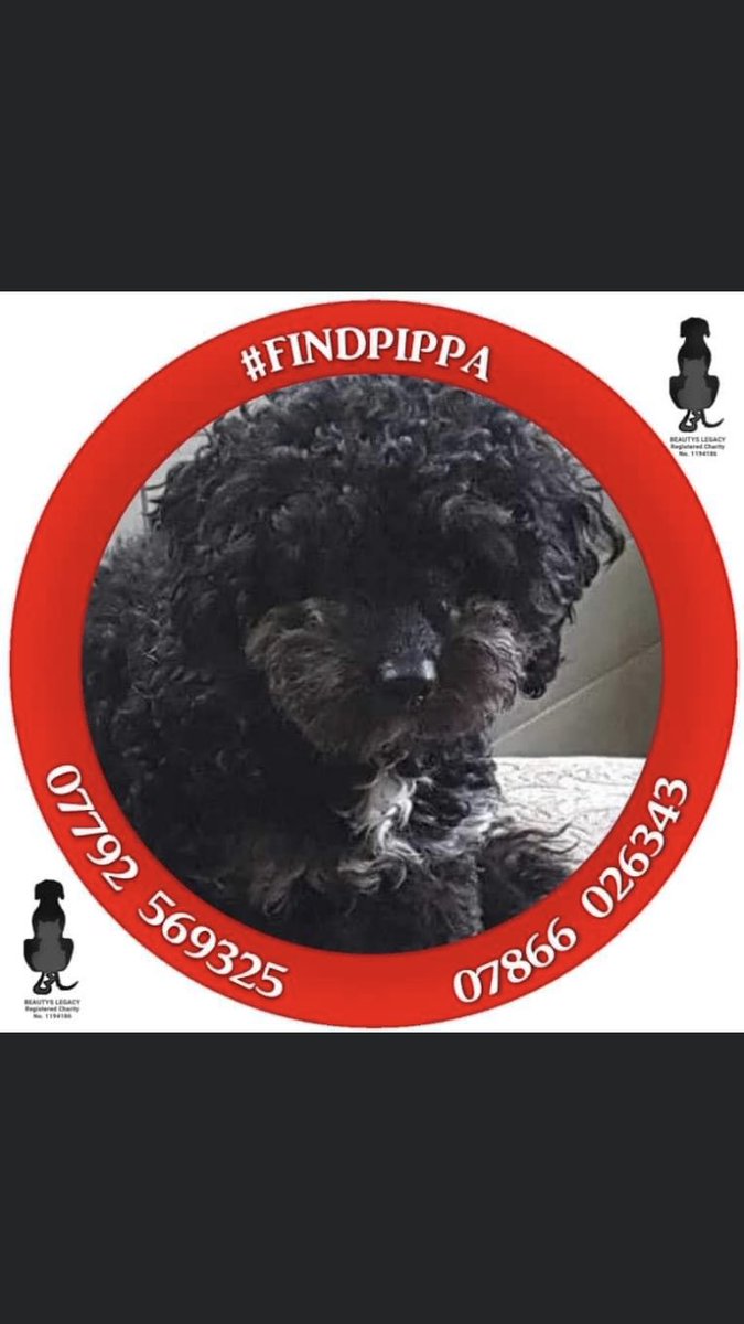 RachaelB100's tweet photo. #findpippa
PIPPA Now sadly 2 years #Missing
Small #PoodleX
#Missing #Newark #Notts #NG24 November 2020
#Spayed #Chipped #Stolen #PetTheft #TheftByFinding
Pippa is a Therapy Dog & needs to go home π
FBK
https://t.co/ofI3aEyGkQ
DogLost
https://t.co/bfqxMlP3Rv https://t.co/B3Ai5IoeAl