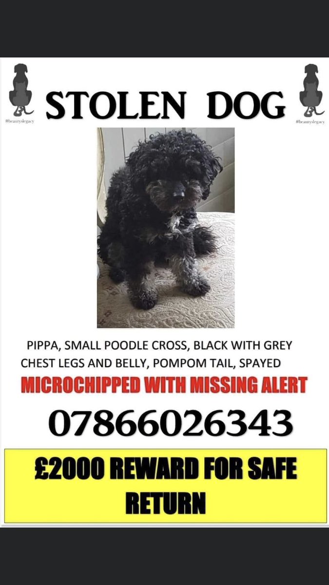 RachaelB100's tweet photo. #findpippa
PIPPA Now sadly 2 years #Missing
Small #PoodleX
#Missing #Newark #Notts #NG24 November 2020
#Spayed #Chipped #Stolen #PetTheft #TheftByFinding
Pippa is a Therapy Dog & needs to go home π
FBK
https://t.co/ofI3aEyGkQ
DogLost
https://t.co/bfqxMlP3Rv https://t.co/B3Ai5IoeAl