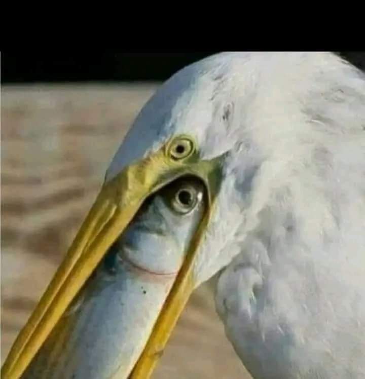 AgaOfficials's tweet photo. One eye that wants life and the other eye is bidding farewell to life,
This is the reality of the world. https://t.co/hqFTpCJZn2