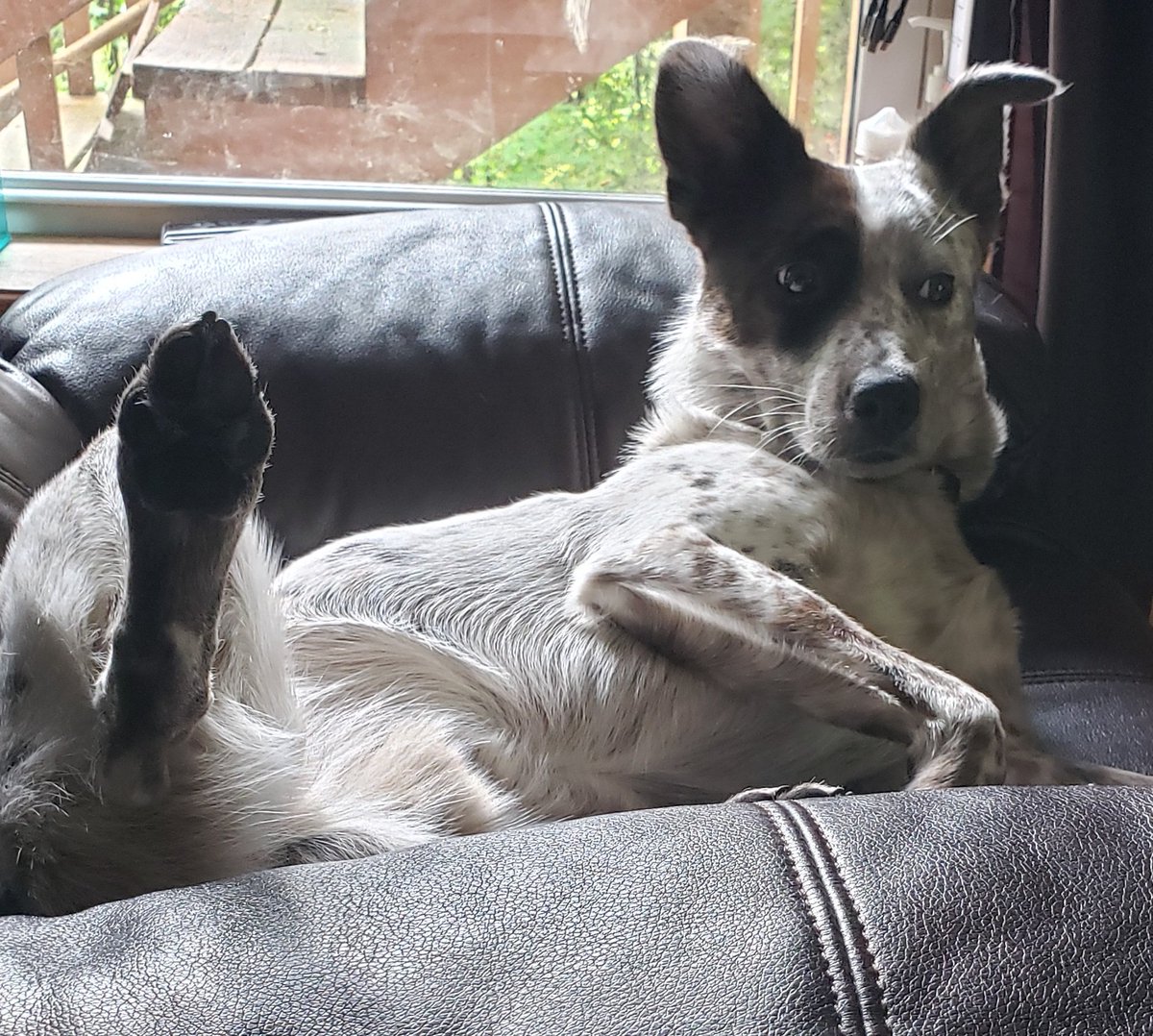 TraciBeck10's tweet photo. High Five Anyone?
#silly 
#DogsAreFamily 
#DogsOnTwitter 
#dogsoftwitter 
#doglovers https://t.co/QuJA0HP0YU