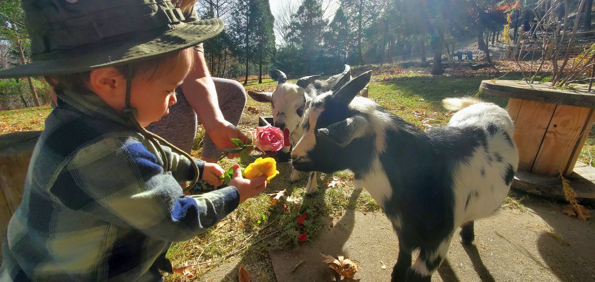 NattaliaKate's tweet photo. When in Kentucky 🤩 #bardstown #goat #therapy #nature #escapingthecold https://t.co/WRW1wcv0lb