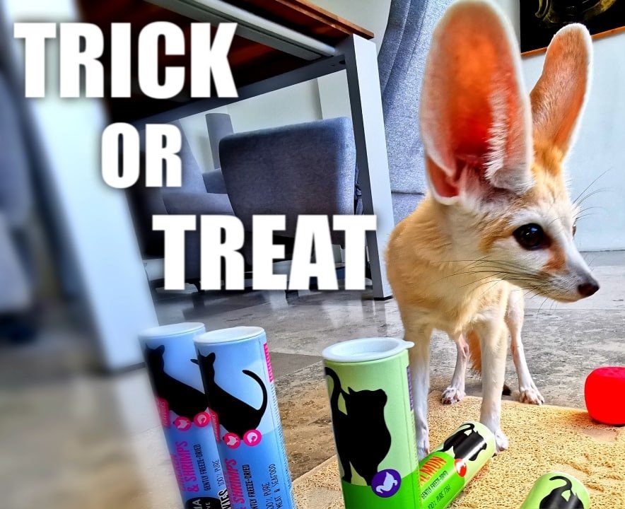 Djinn the Fennec Fox tweet media