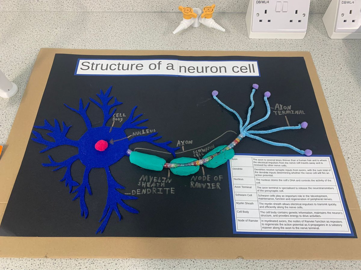 LRGSBiology's tweet photo. Lovely to see the creative #modelcells from our Year 7 cohort #cells 🦠 #reducereuserecycle ♻️ @RoyalSocBio @LRGSLancaster https://t.co/CyPQw7kZi7