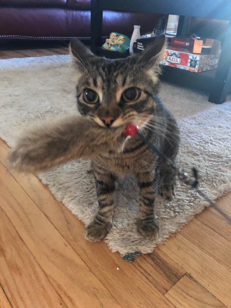 DoubleNaeBow's tweet photo. One of my favorite little dudes: Alphonse, the tactical issue cat. #PetsOfClarity #Clarity2022 @Clarity_conf https://t.co/SVhRefzM1W