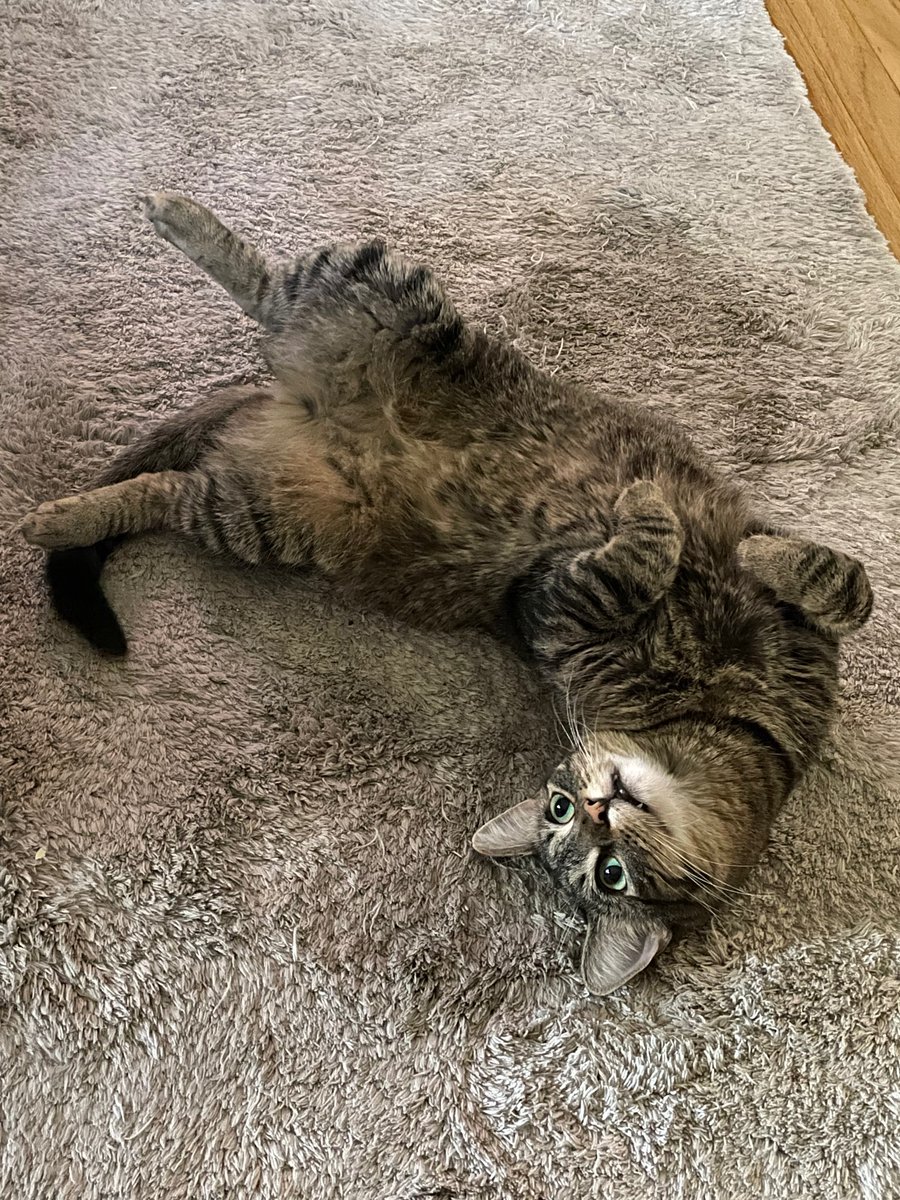 DoubleNaeBow's tweet photo. One of my favorite little dudes: Alphonse, the tactical issue cat. #PetsOfClarity #Clarity2022 @Clarity_conf https://t.co/SVhRefzM1W
