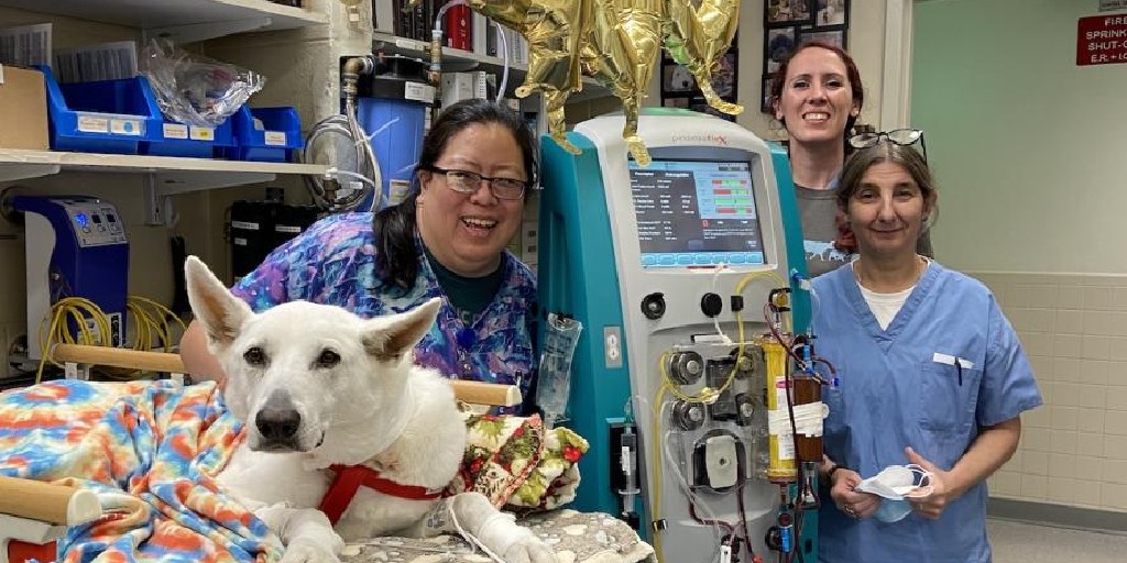 Tweet by Tufts | Cummings School of Veterinary Medicine