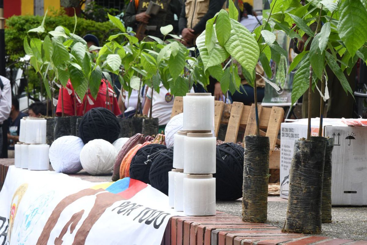 MAguilarHurtado's tweet image. Recibieron 1.050 bultos de abono orgánico y cal dolomítica, 150 galones de pasta impermeabilizante, 300 rollos de papel vinipel y 150 rollos de cordón, que aportarán a sus cosechas. 
¡Somos un departamento líder en producción de cacao en el país! 🇨🇴