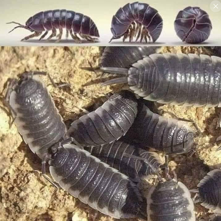 mbmarino's tweet photo. Chi di noi non ha trovato uno di questi animaletti sotto un mattone umido? Sono gli Oniscidi, la loro funzione è rimuovere dalla terra metalli pesanti nocivi come Mercurio, Cadmio e Piombo contribuendo alla pulizia del suolo e delle acque.
Non fate loro del male, non lo meritano! https://t.co/AgGkPWUQUR