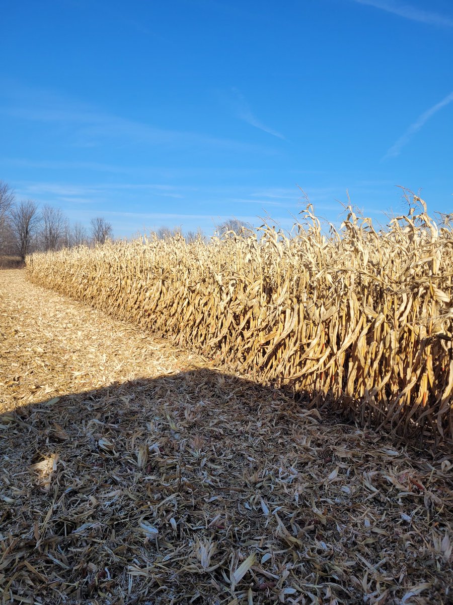 VerhelleFarms's tweet photo. Another perfect harvest day, getting a few more loads off before tonight's storm. This @DEKALB_Canada 56-15 standing excellent after some wind last week https://t.co/79M0oLU2fD