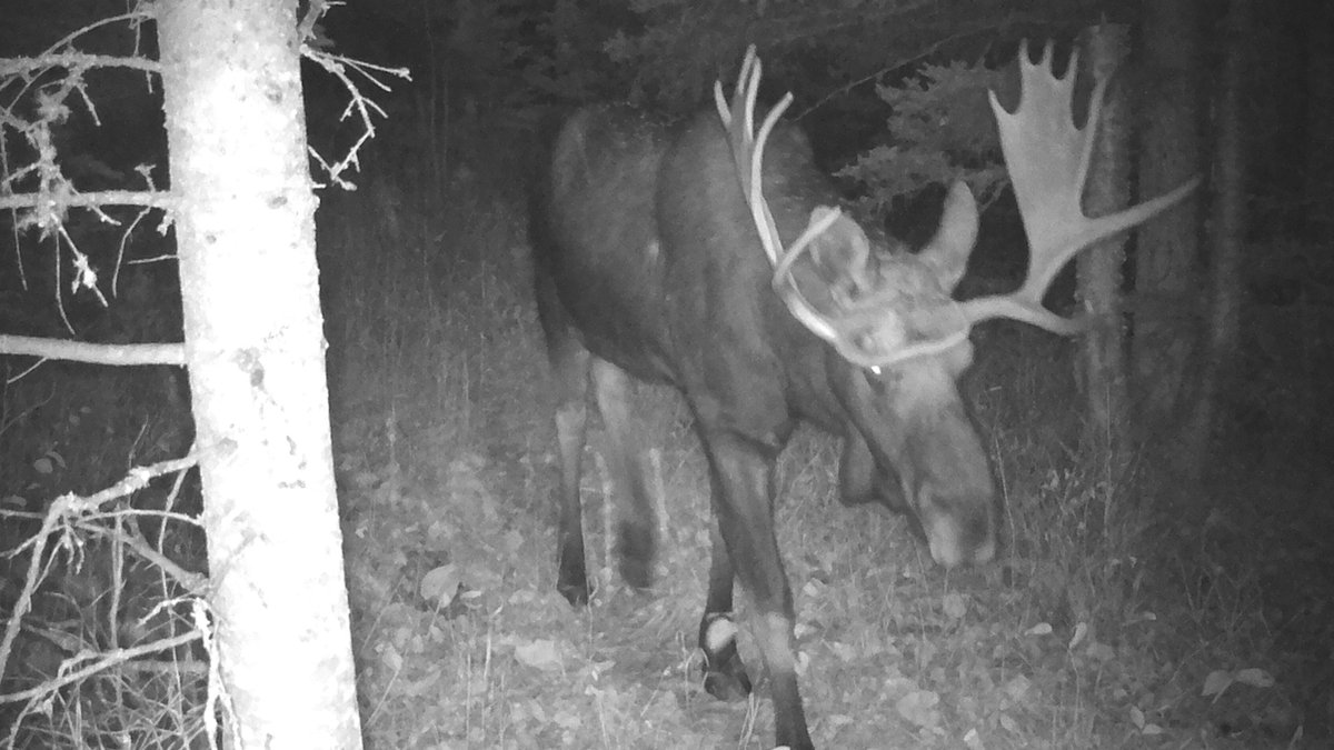 On average, moose live to be around 8 years but can live passed 20. This bull is quite old based on how large his antlers have grown.