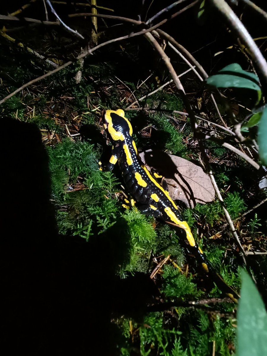 MarieMeziere's tweet photo. Fascinante bestiole #salamandre #clubnature https://t.co/9oequPe60B