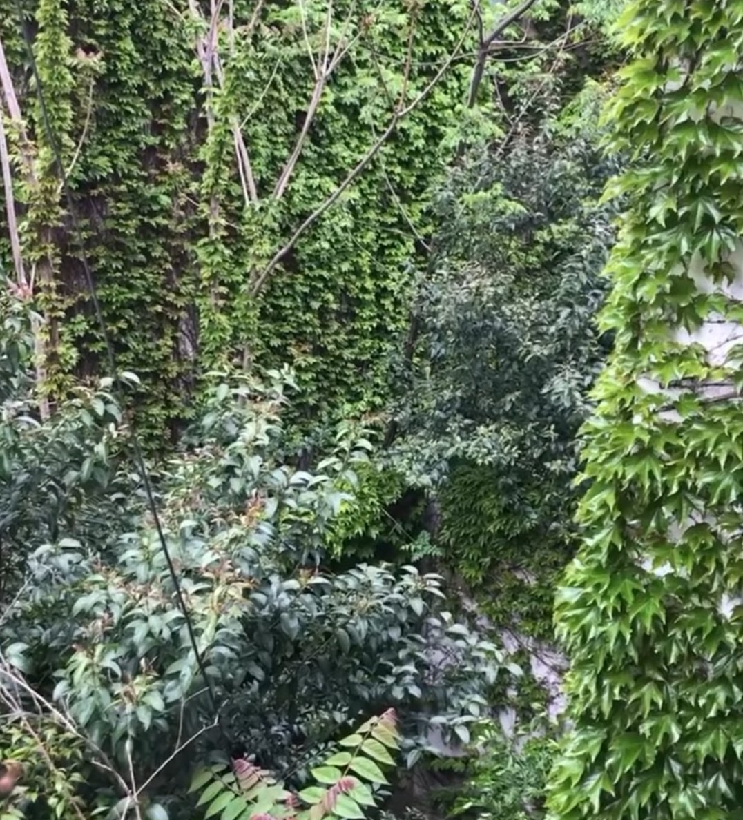 No es Misiones, no es la selva Tucumana, este espacio verde está en pleno Almagro... 😯

¿Qué pasa si te digo que este verdor frondoso podría ser una reserva de biodiversidad...  o una torre?

Te cuento la historia de Relieve 🧵👇