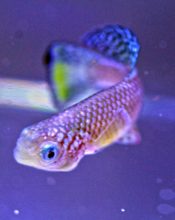 BBParis1984's tweet photo. The #BenayounLab at #USC is still looking for a Research Lab Tech II to join us and work with #killifish to help us better understand #aging! This is a unique opportunity to participate in cutting-edge aging research in #sunnyLA - please RT! https://t.co/ext4Pd1GbJ https://t.co/tdY9lvDJ7k