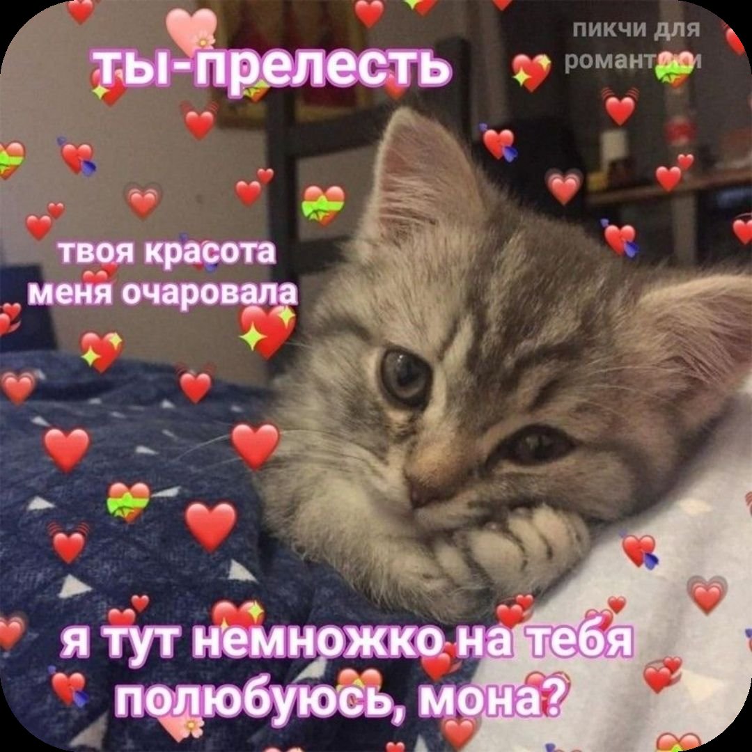 Милые комплименты коты