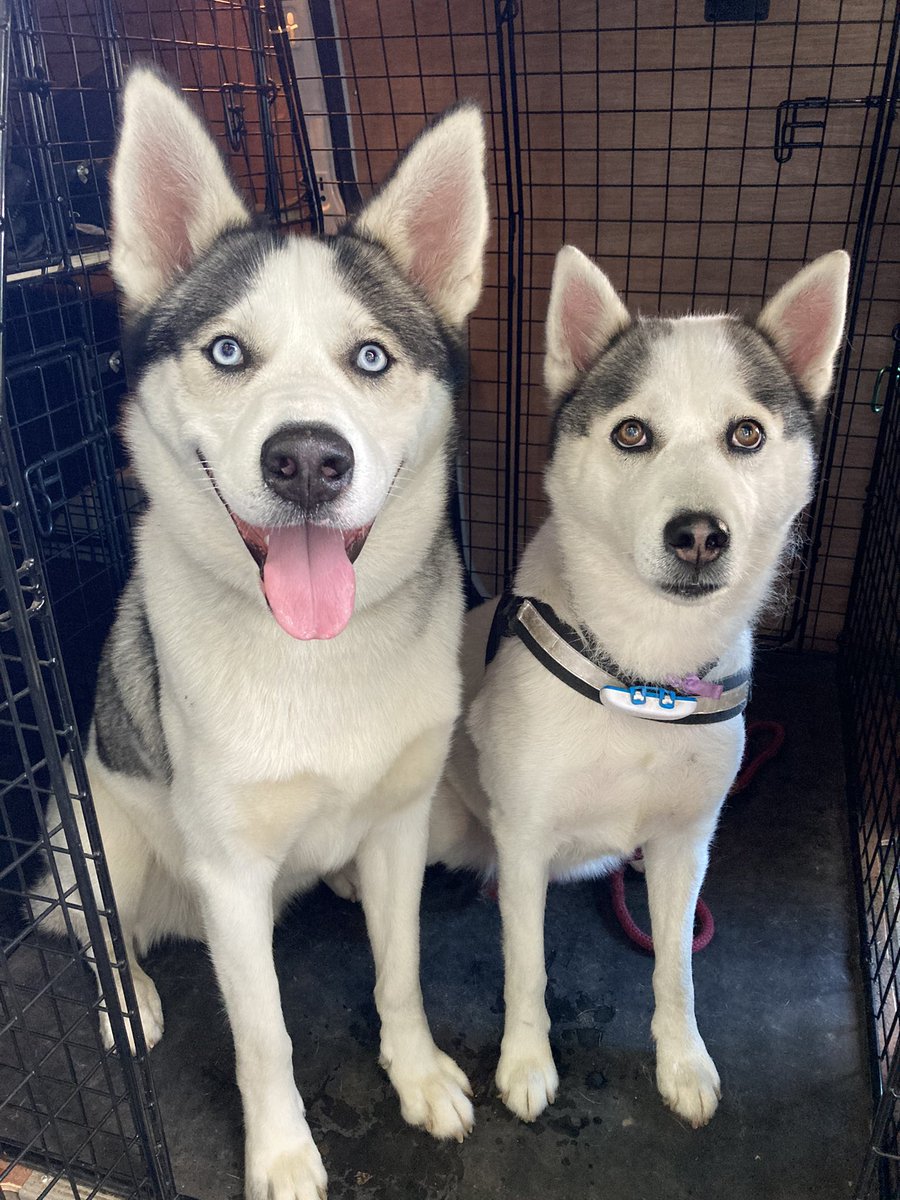 DoggyWalkerUK's tweet photo. Please give a very warm welcome to mother & son, Miska & Jack. ππ #dogsoftwitter #dogs #husky #siberianhusky #thedoggywalker #lovedogs #puppylove #henley #wargrave #ruscombe #thursday #thursdayvibes https://t.co/6FcZF4Q1DE