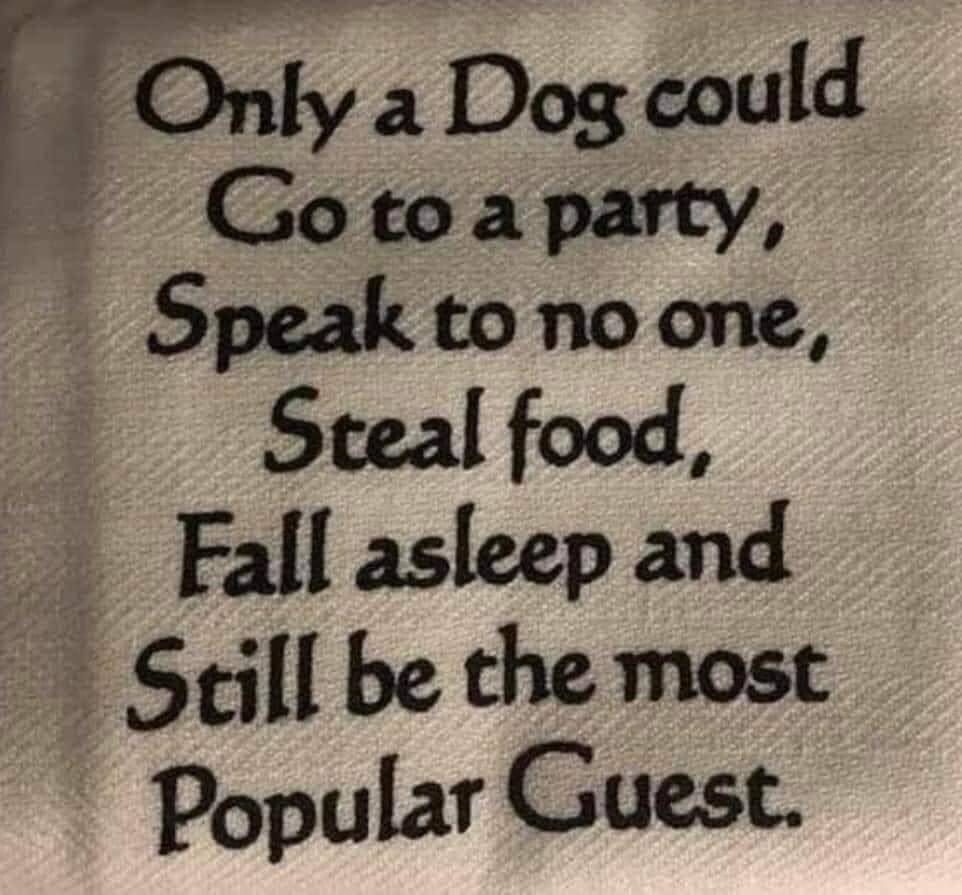 Heckin Good Dogs tweet media