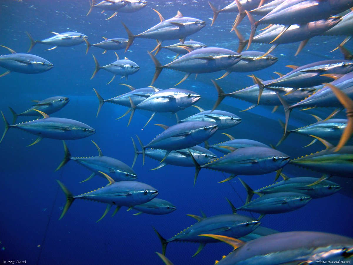 NickDulvy's tweet photo. #Newslert New study published in @ScienceMagazine
We calculate a continuous #RedListIndex (RLI) of oceanic predatory fishes tracking yearly changes in #extinctionrisk in 18 oceanic tunas, billfishes & sharks over 70 yrs.
⇒Full article https://t.co/FIlXGGdVps
1/5 https://t.co/1BL7JFDCYd