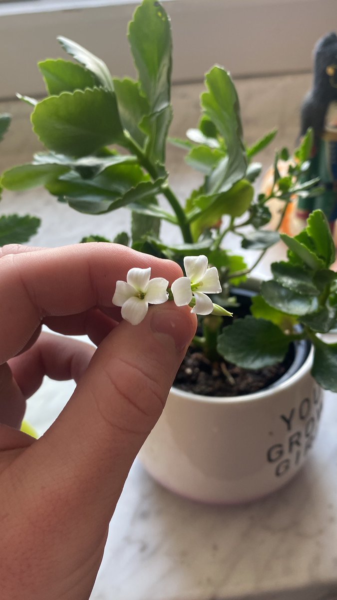 Project Hoodie tweet media