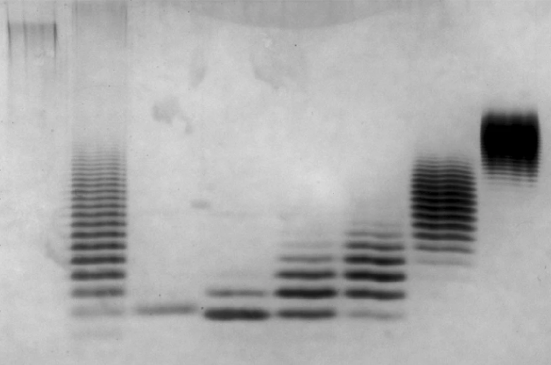 NaturePlants's tweet photo. New Article: "Polymerization of the backbone of the pectic polysaccharide rhamnogalacturonan I" https://t.co/C6M5PH8WVY

With associated Research Briefing: "Unlocking RG-I backbone synthesis: identification of RGGAT1 and a new GT116 GT-A family" https://t.co/TWSnqgkeBC https://t.co/KVVNY2OBQo