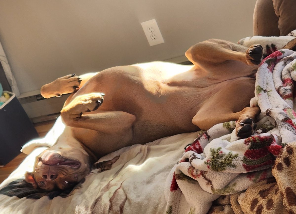 It's been a long week, have a picture of my dog buffering.