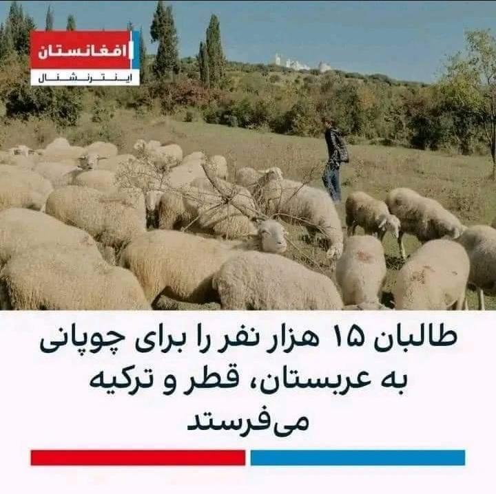 taherwasiq's tweet photo. در کشوری که دروازه های مکتب به روی نیمی از پیکر جامعه بسته باشد. 
نیمی از پیکر جامعه از طبیعی ترین حق خویش محروم باشد. 
ارزش ها در چهره توحش دیده شود. 
تنها صادراتش که چوپان باشد نیز مدار اعتبار نخواهند داشت. 
#StopHazaraGenocide https://t.co/J7w6ZjD5Tt