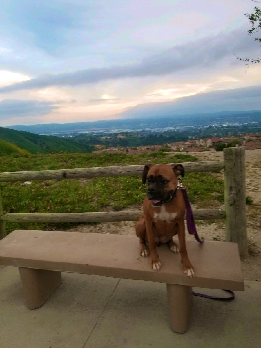 A #tbt to hiking all over SoCal. I miss days like that when it’s raining here 😢 but snuggles w Lady can suffice, I guess 😆 #boxerdog #dogsoftwitter #queenaahana #RainyThursday