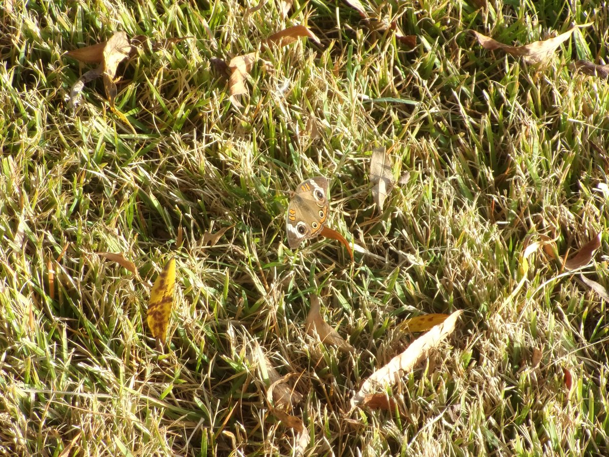 MammaLuna2's tweet photo. Forgot to post these pictures I had taken a while back for fall, hope u all like! ๐
๐ฆ๐
#photography #butterfly #sheildbug #leaves #fall https://t.co/rM0yRFtjJM