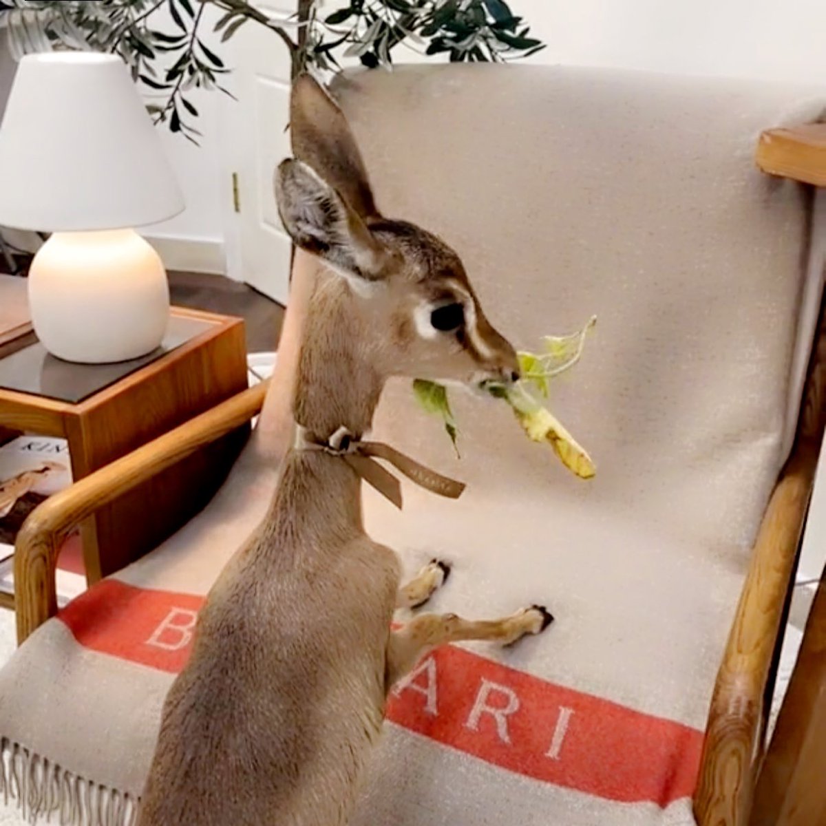 ㅤㅤㅤㅤ

͏ 

͏اميل ل نفســي ب زيـادة ل درجة 
م يلفت انتبآهي إلا اللي فيه من اطباعي..