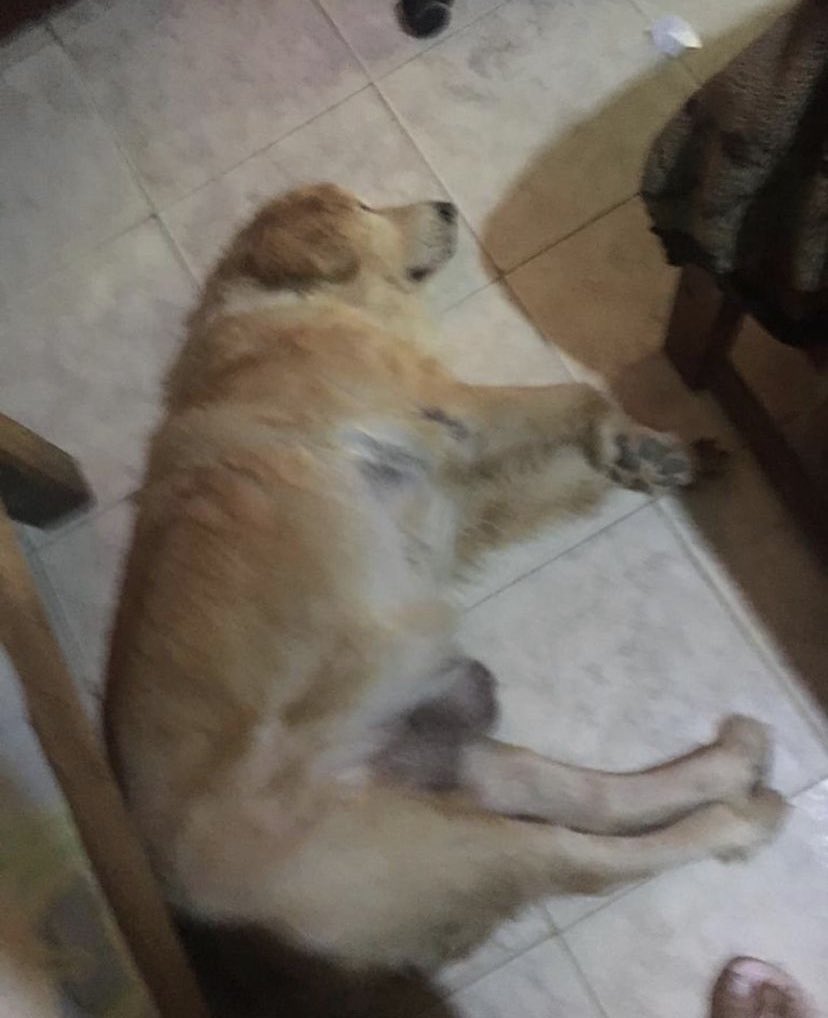 aparadisesanc's tweet photo. Hello people🐶❤️I need your help once again to save this beautiful dog named Jade,a person close to me reported that she has a very large tumor and it is advancing quickly,I need support so that she can be checked by the vet and we can remove your tumor🙏🏻🙏🏻🆘 https://t.co/UT1Ufcm3KR