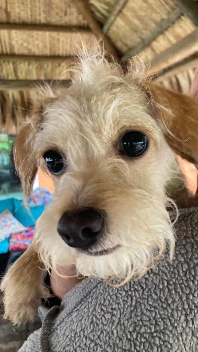 100+ Abandoned Dogs tweet media