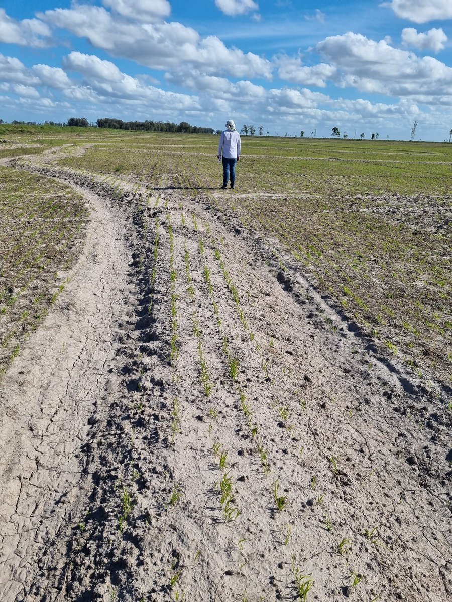 PolachoApolant's tweet photo. Muy buena jornada de @ACAoficial. Área demostrativa sembrada en la línea sobre taipa vs testigo sembrado en la línea sobre laboreo previo. Apuntando a la eficiencia, 
➕Arroz ➕margen. 
@INIA_UY https://t.co/7mvctgbIvV