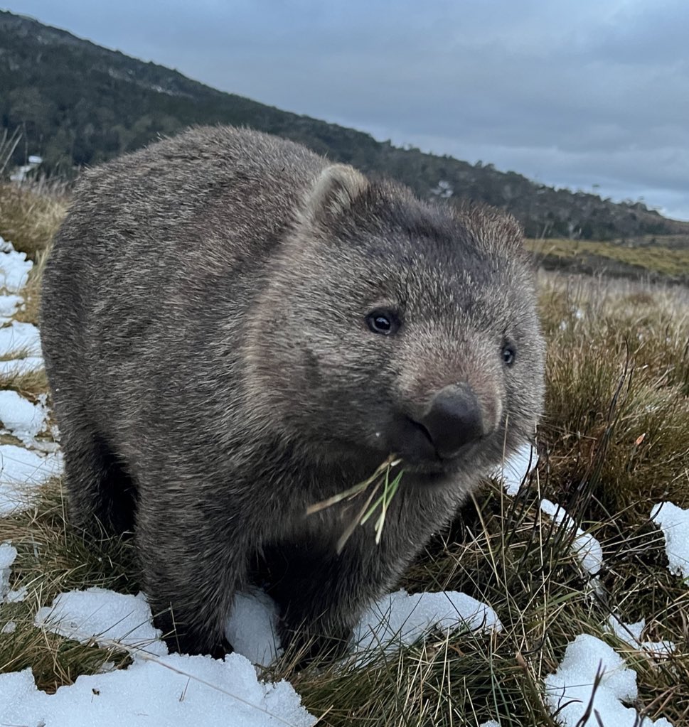 Twitter: 🔥🔥🗑🔥🔥 Me: just turning up every day posting pictures of wombats