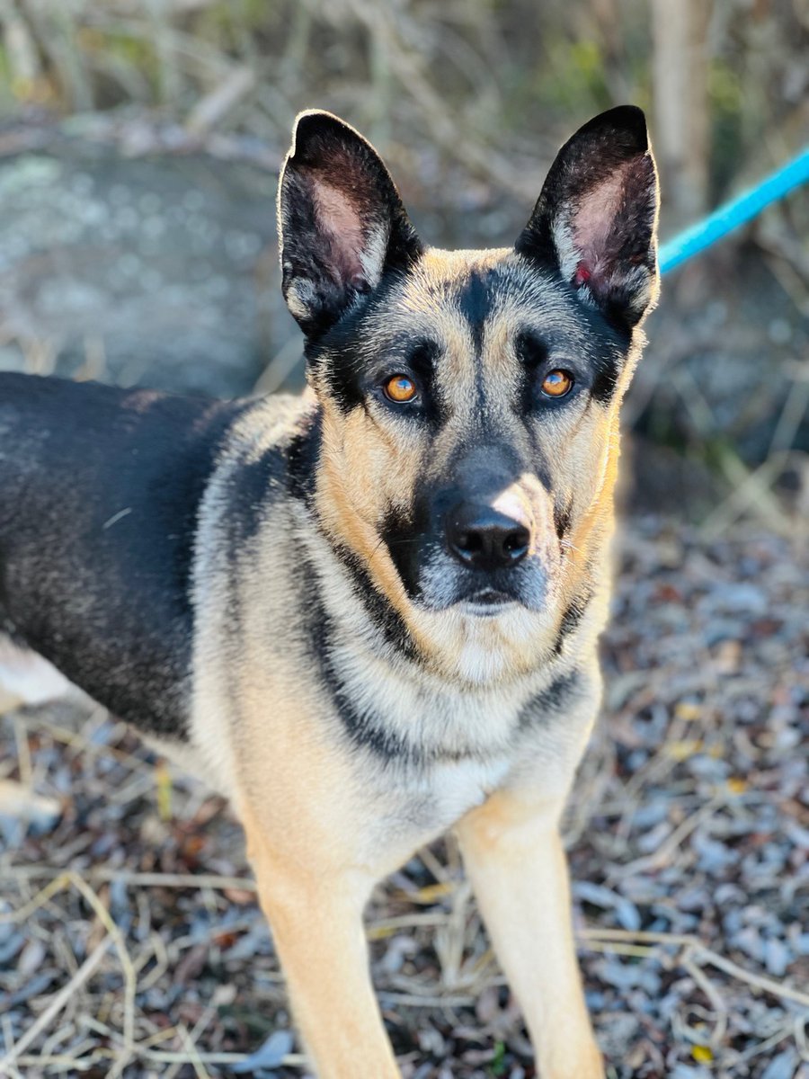 SPCAmc's tweet image. Kona is a sweet 3 year old German Shepherd/Siberian Husky mix looking for his new forever home. This weekend you choose his adoption fee! We are offering a &quot;Give Thanks for Pets&quot; Pick Your Price Adoption Event November 11 - 13! More information at spcamc.org #spcamc