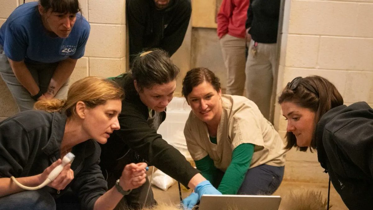 Columbus Zoo artificially inseminates two female polar bears hoping for first-ever 'artificial' polar bear birth #polarbear #assistivereprodution #vulnerable #endangered buff.ly/3DmGgQ3