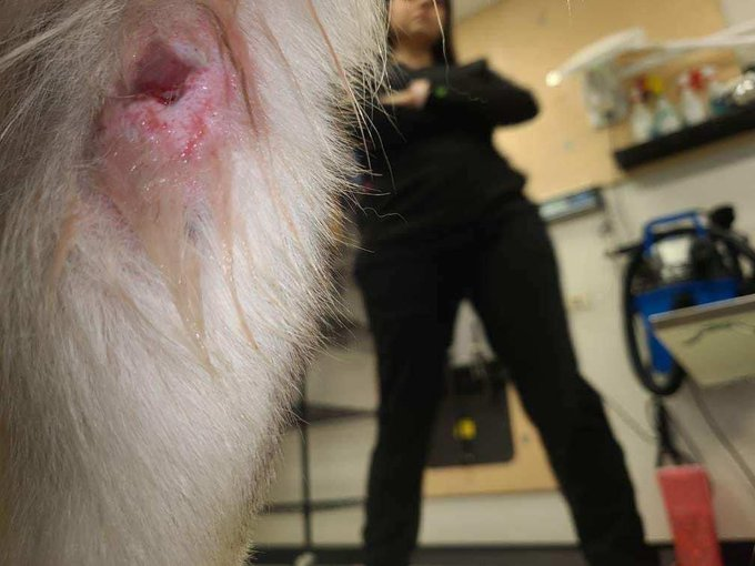 psychicwhisper3's tweet photo. 🆘🐺LICORICE🌎#A350333
🐺2 Yr Old Husky #CorpusChristiTX
❌Suspected🚘Accident Victim😟
💔Open Puncture Wound R Limb With
Lameness😢Will Die☠️On 11/14 NOON❌
Please Help If You Can #PLEDGE #RT
To Further His #MedTreatment🙏
📧ccacsrescues@cctexas.com
☎️361-826-4630 https://t.co/NngvYZgh0X