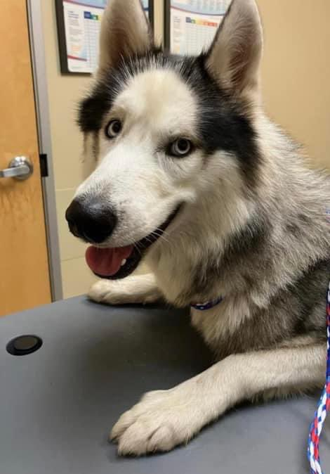 psychicwhisper3's tweet photo. 🆘🐺LICORICE🌎#A350333
🐺2 Yr Old Husky #CorpusChristiTX
❌Suspected🚘Accident Victim😟
💔Open Puncture Wound R Limb With
Lameness😢Will Die☠️On 11/14 NOON❌
Please Help If You Can #PLEDGE #RT
To Further His #MedTreatment🙏
📧ccacsrescues@cctexas.com
☎️361-826-4630 https://t.co/NngvYZgh0X