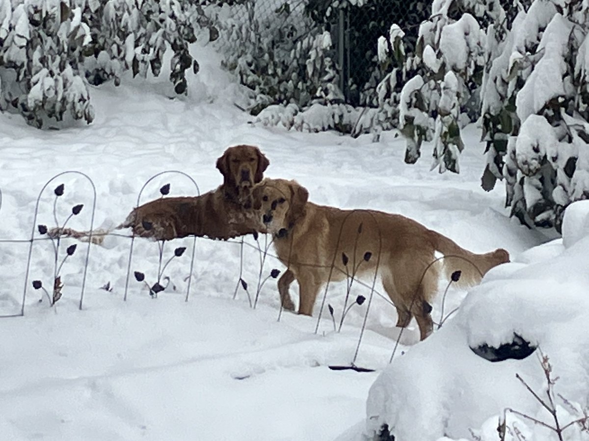 Elizabeth Keys, PhD, CCHN(C) tweet media