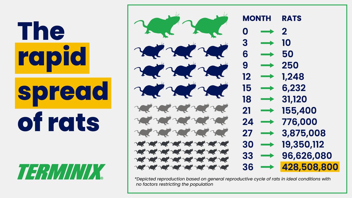 Did you know: rats can reproduce at an alarming rate. In just a few months, their numbers can multiply if the infestation isn't treated. Read more about rat infestations and what Terminix does to treat them: terminix.com/rodent-control…